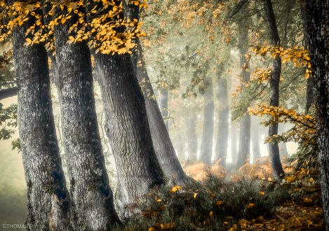 Обои на рабочий стол Осеннее утро в лесу, фотограф Patrice Thomas