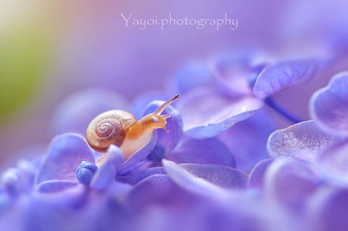 Обои на рабочий стол Улитка на голубом цветке. Фотограф Yayoi. Sakurai