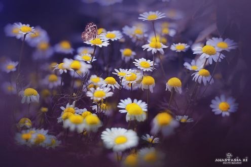 Обои на рабочий стол Ромашки на сиреневом фоне, фотограф Anastasia