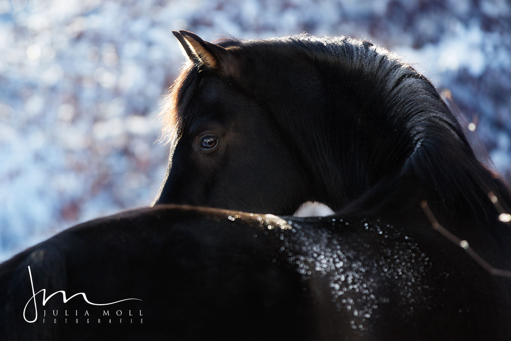 Обои для рабочего стола Черная лошадь в снежке, by Julia Moll