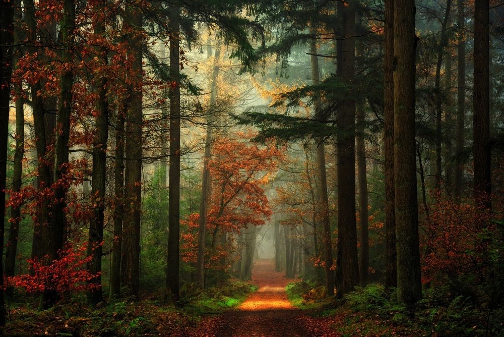 Обои для рабочего стола Тропа в смешанном лесу, Germany / Германия, фотограф Lars van de Goor