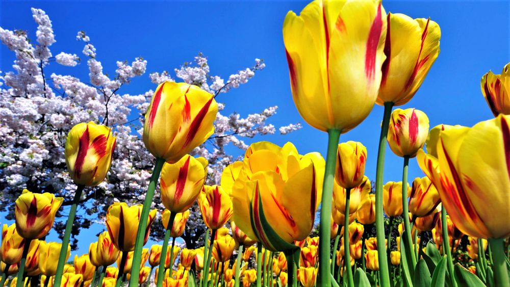 Обои для рабочего стола Желтые тюльпаны и белое цветущее дерево на фоне ясного неба