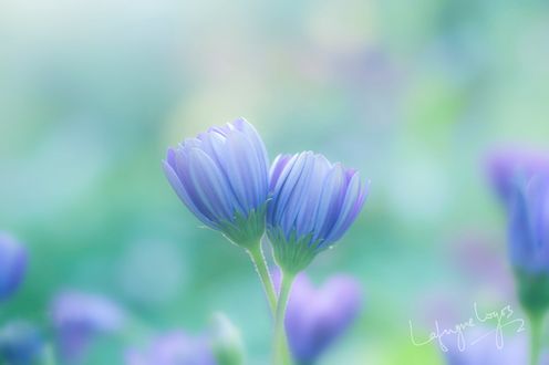Обои на рабочий стол Два голубых цветка на размытом фоне, by Lafugue Logos