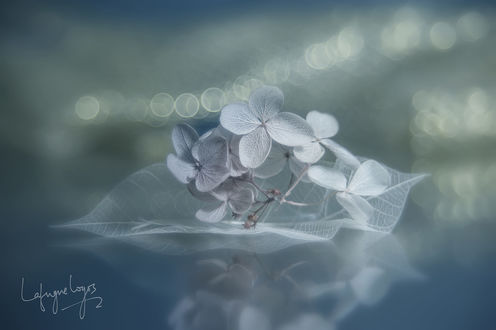 Обои на рабочий стол Голубые цветы и листок на фоне боке, by Lafugue Logos