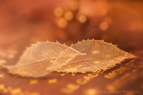 Обои на рабочий стол Два листочка на размытом фоне, by Lafugue Logos