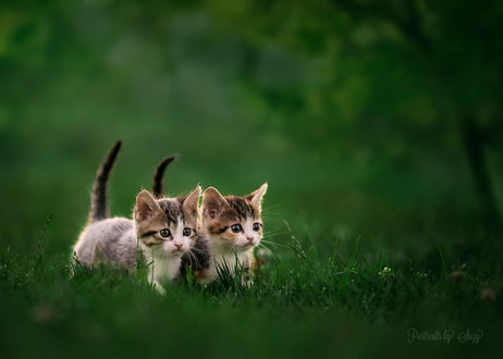 Обои на рабочий стол Два котенка в зеленой траве, фотограф Suzy Mead