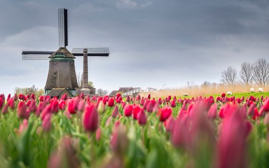 Обои на рабочий стол Поле тюльпанов возле мельницы, фотограф Stefano Termanini