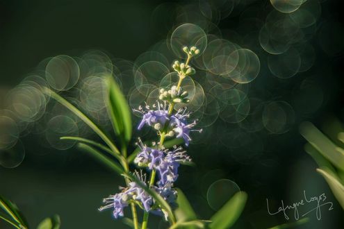 Обои на рабочий стол Голубые цветы на фоне боке, by Lafugue Logos