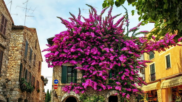 Обои на рабочий стол Пышный куст розовых цветов в Sirmione on Lake Garda / Сирмионе на озере Гарда, by pingallery