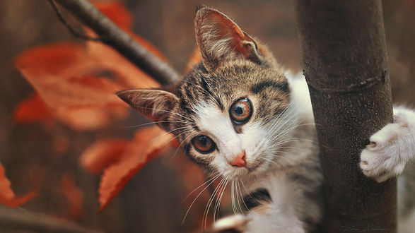 Обои на рабочий стол Котенок на осеннем дереве, by Zoran Milutinovic