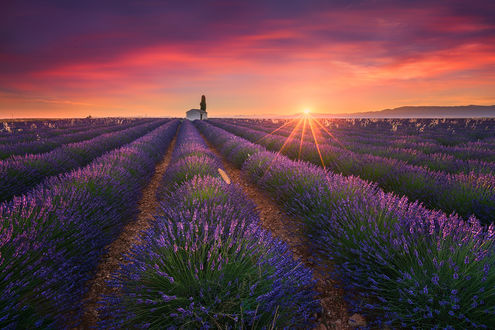 Обои на рабочий стол Красивые поля лаванды летом, Valensole, Provence, France / Прованс, Франция, фотограф Albert Dros