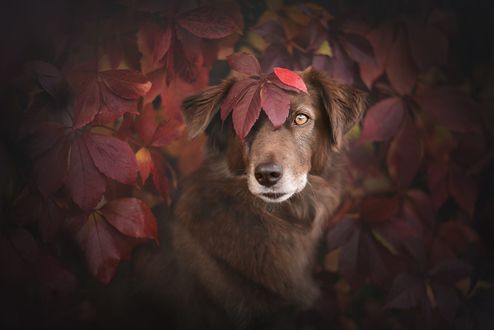 Обои на рабочий стол Пес за осенней листвой, фотограф Anne Geier
