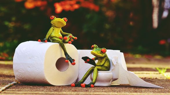 Обои на рабочий стол Две лягушки сидят на туалетной бумаге, by Alexas_Fotos