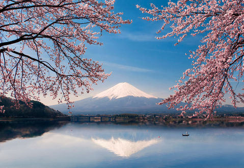 Обои на рабочий стол Вид на гору Fujiyama, Honshu Island, Japan / Фудзияма, остров Хонсю, Япония сквозь цветущие ветви сакуры