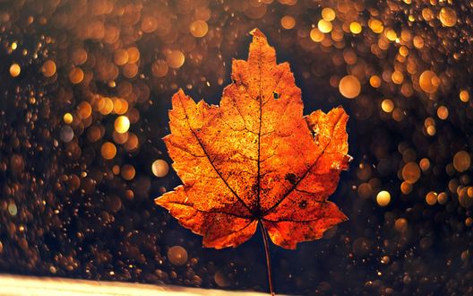 Обои на рабочий стол Осенний лист на фоне бликов, фотограф Ashraful Arefin