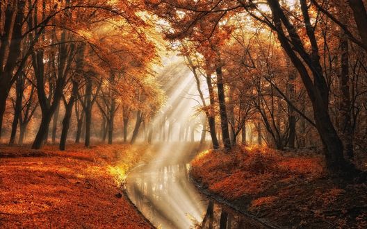 Обои на рабочий стол Лучи солнца проникают в осенний лес, автор Lars van de Goor