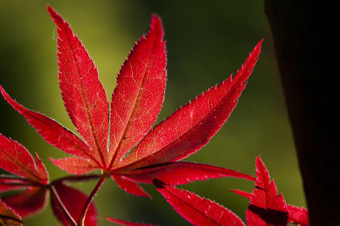 Обои на рабочий стол Красные осенние листья