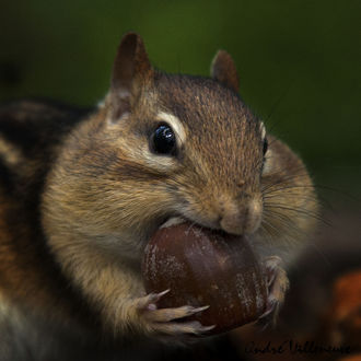 Обои на рабочий стол Белка с желудем, фотограф Andre Villeneuve