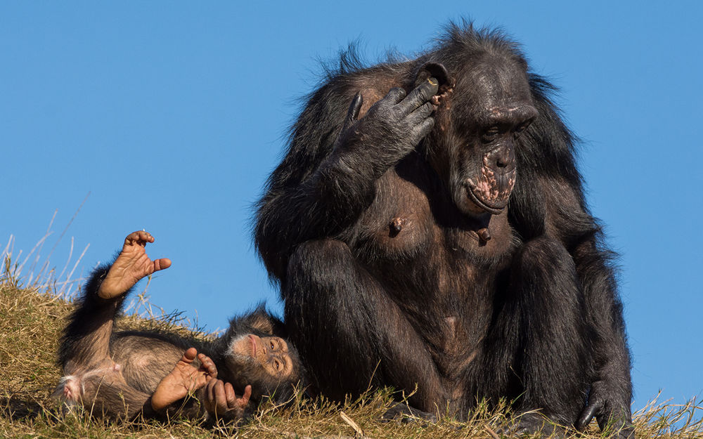 Обои для рабочего стола Мама шимпанзе рядом со своим детенышем