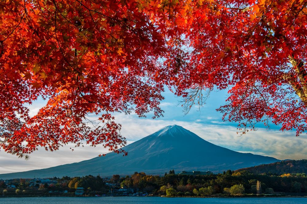 Обои для рабочего стола Красные клены на фоне вулкана Фудзияма / Fuji, Japan / Япония