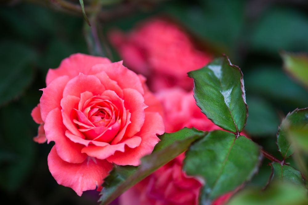 Обои для рабочего стола Розовые розы, фотограф Ben Cheung