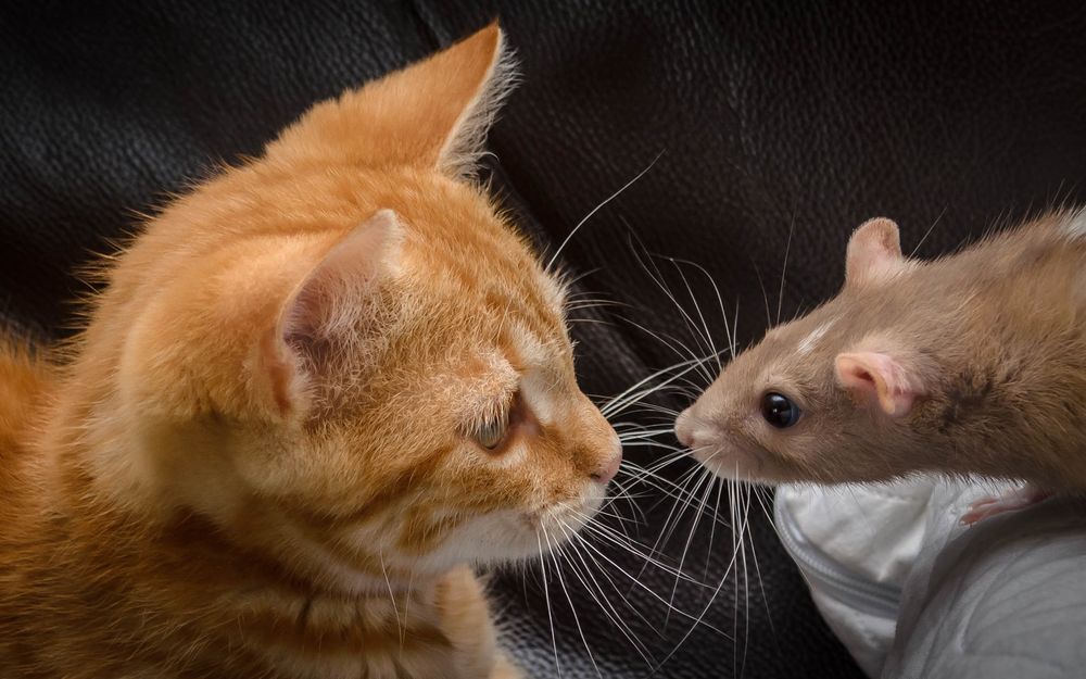 Обои для рабочего стола Рыжий котенок смотрит на мышонка
