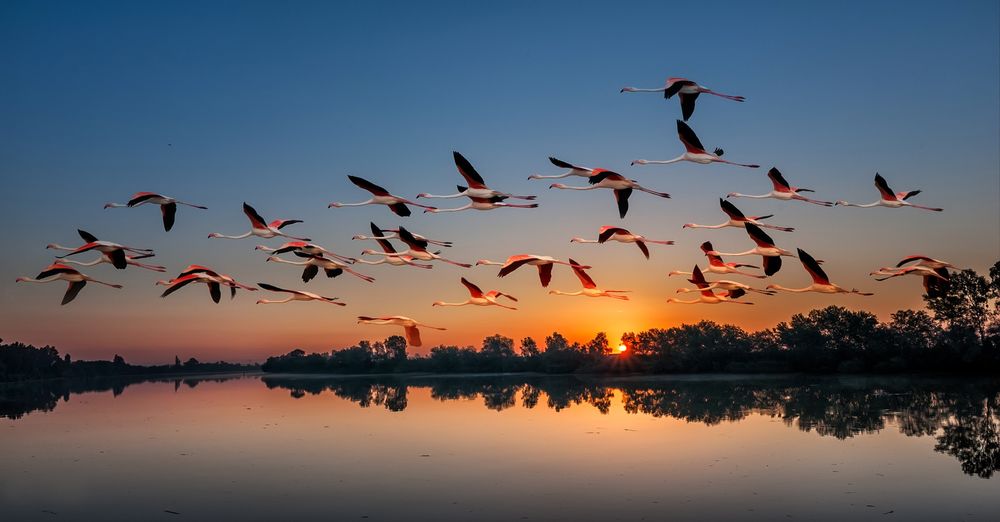 Обои для рабочего стола Стая фламинго летят над гладью озера на закате