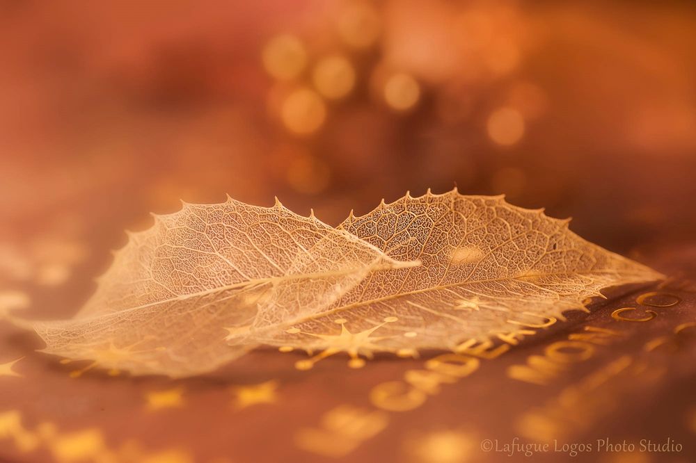 Обои для рабочего стола Два листочка на размытом фоне, by Lafugue Logos