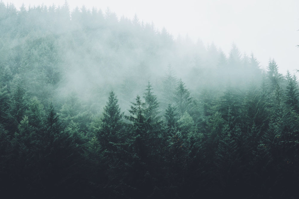 Обои фото лес в тумане