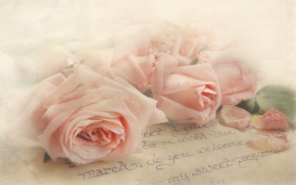 Обои для рабочего стола Розовые розы на письме