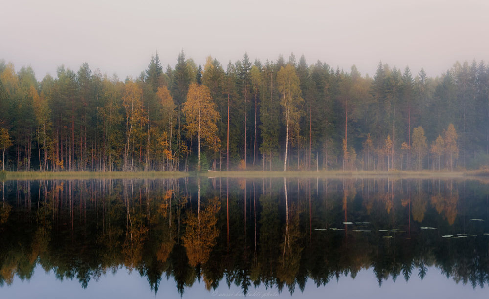 Обои для рабочего стола Осенний лес у озера и его отражение в воде, фотограф Anssi karilahti