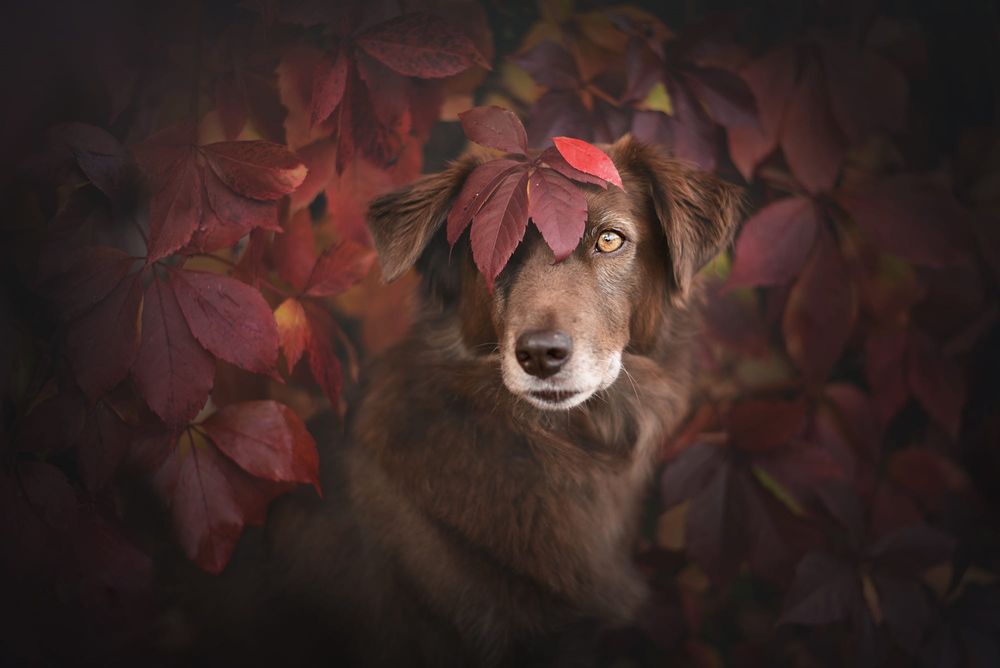 Обои для рабочего стола Пес за осенней листвой, фотограф Anne Geier