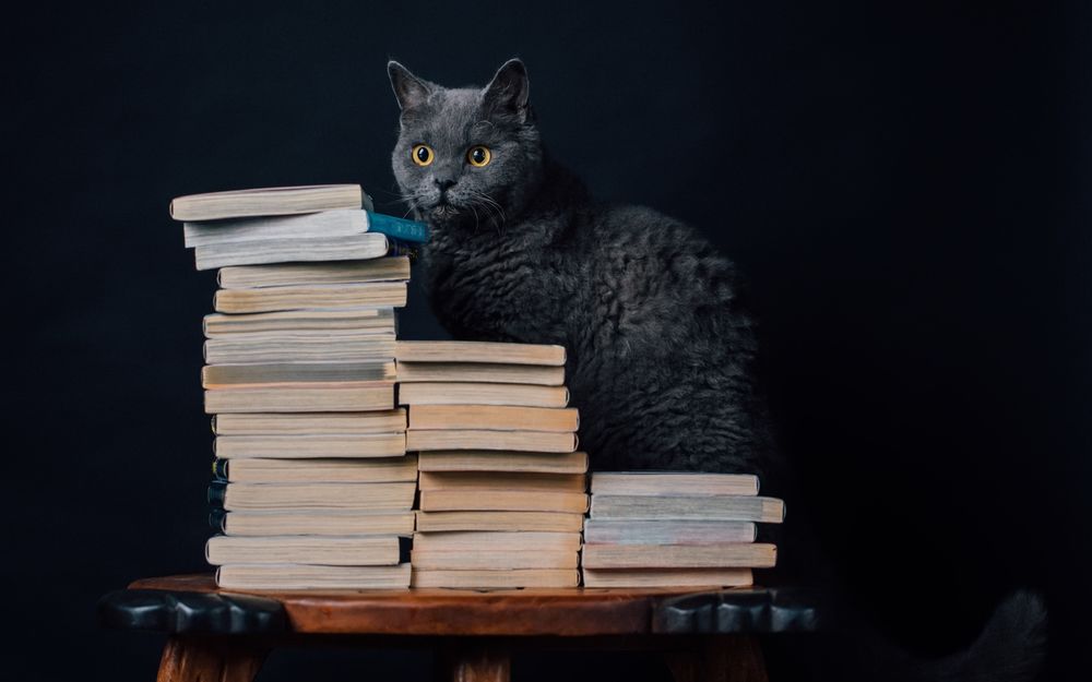 Обои для рабочего стола Британский кот сидит на книгах