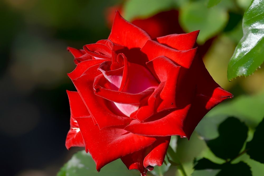 Обои для рабочего стола Алая роза на размытом фоне