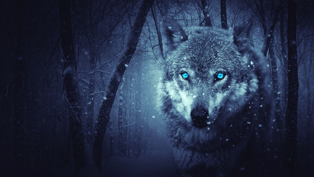 Волк с голубыми глазами - 99 фото