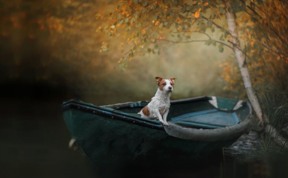 Обои для рабочего стола Собака породы Джек Рассел терьер в лодке под осенним деревом, фотограф Анна Аверьянова