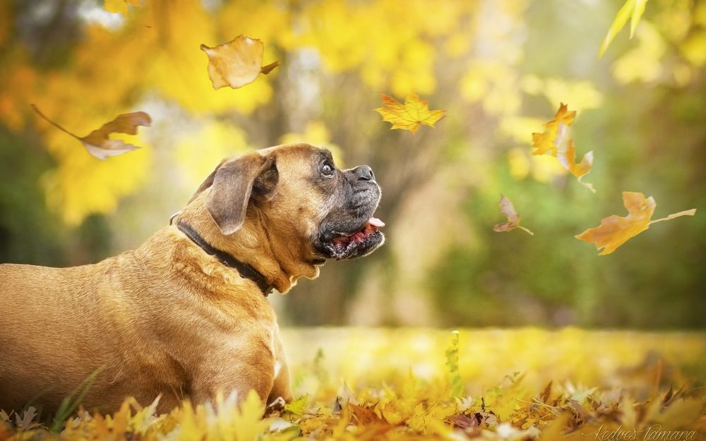 Обои для рабочего стола Собака боксерской породы смотрит на падающие осенние листья