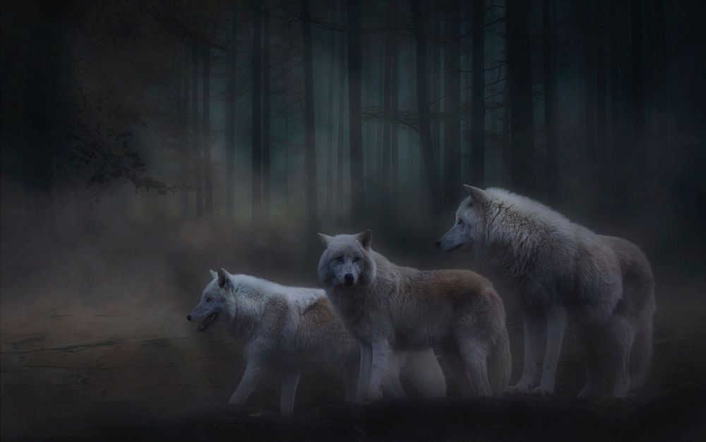 Обои для рабочего стола Три волка в туманным лесу, фотограф Sonja Probst