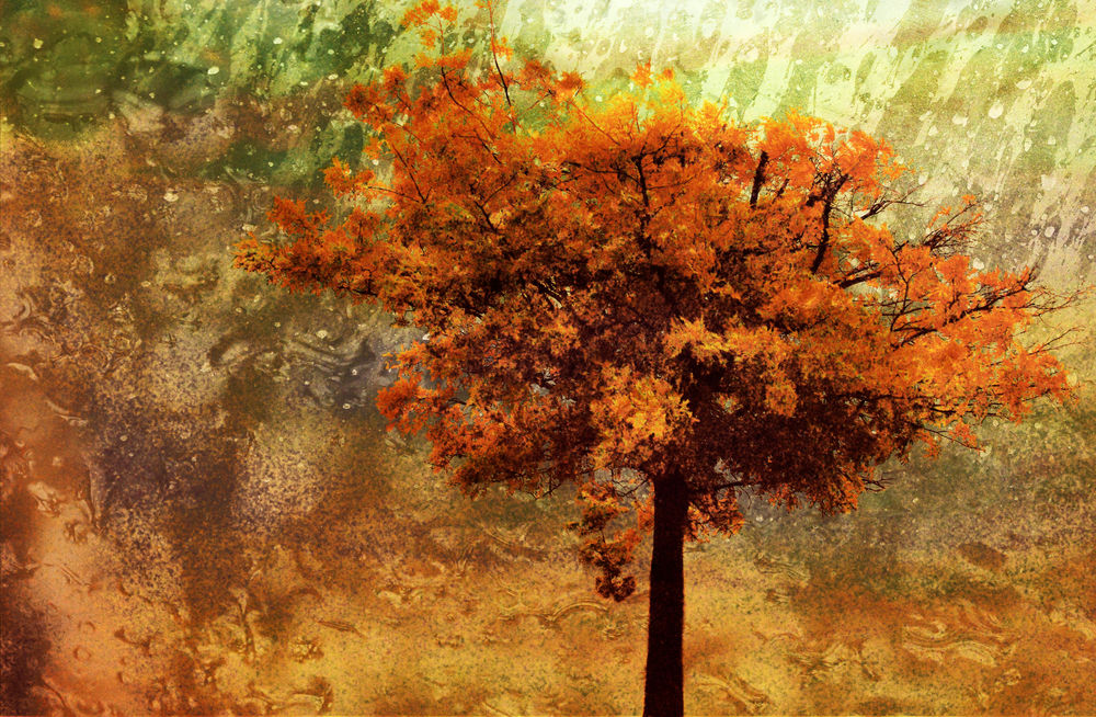Обои для рабочего стола Осеннее дерево на размытом абстрактном фоне, фотограф Jerry Worster