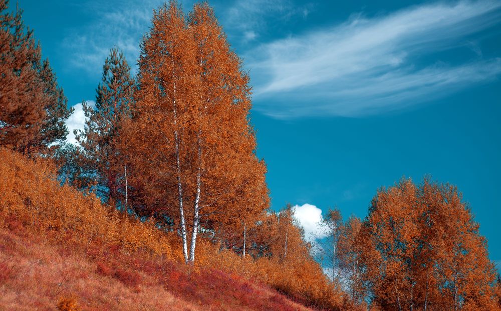 Обои для рабочего стола Осенние деревья на склоне на фоне голубого неба, Bijambare, Sarajevo, Bosnia / Биамбаре, Сараево, Босния, фотограф Mevludin Sejmenovic