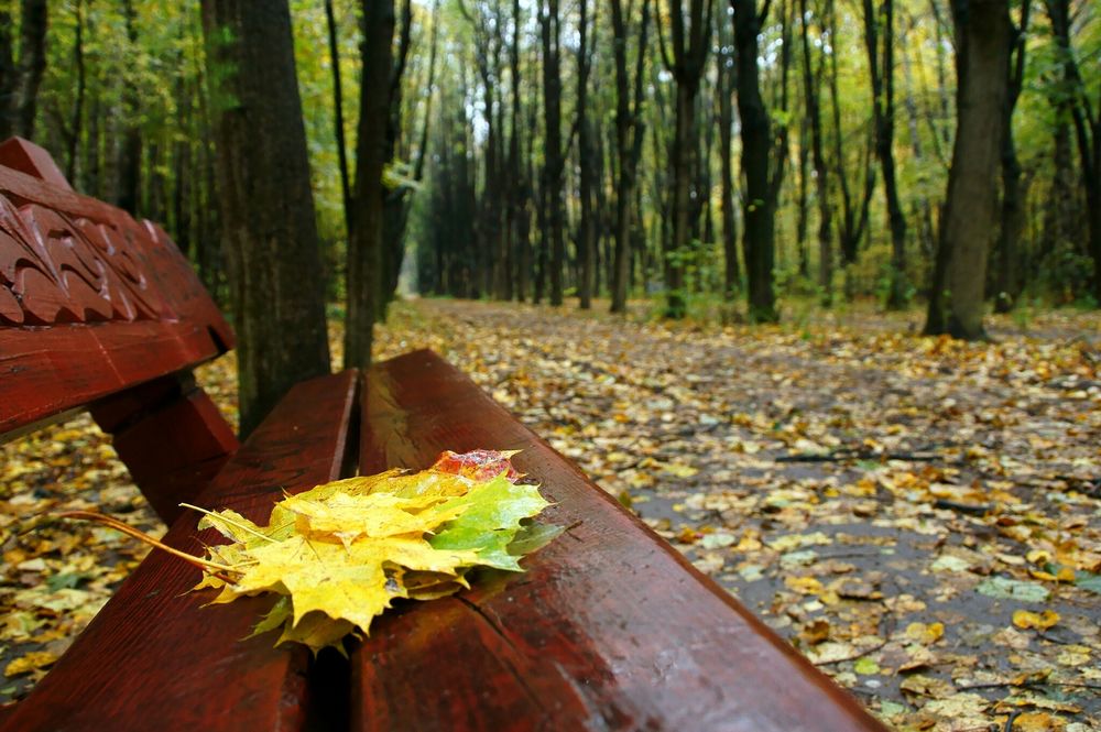 Обои для рабочего стола Осенние листья после дождя на скамейке в парке
