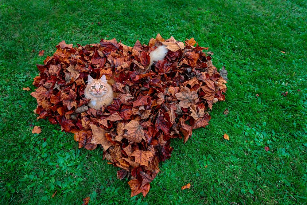 Обои для рабочего стола Рыжий кот в сердце из осенних листьев на зеленом газоне, фотограф Piero Zanetti