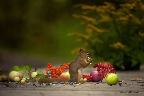 Обои на рабочий стол Белочка держит в лапках ягоды, фотограф Andre Villeneuve