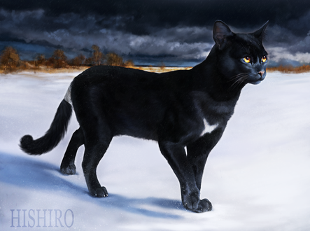 Обои на рабочий стол Черный кот на снегу, by hi-shiro
