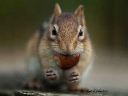 Обои на рабочий стол Белка с желудем во рту, фотограф Andre Villeneuve