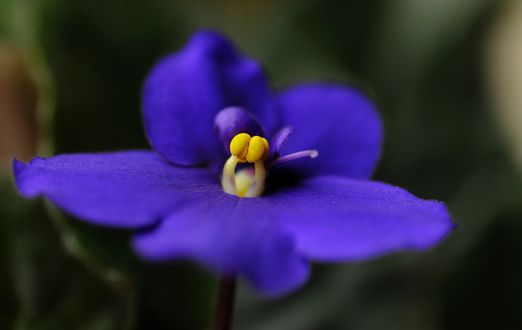 Обои на рабочий стол Цветы голубой семполии