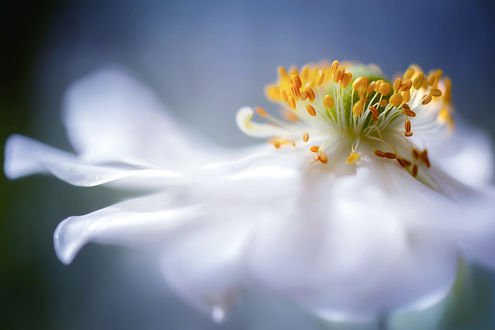 Обои на рабочий стол Белая анемона крупным планом, фотограф Mandy Disher