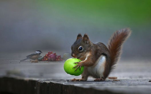 Обои на рабочий стол Белка с яблоком и синица у веточки рябины, фотограф Andre Villeneuve