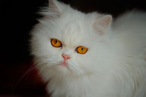 Обои на рабочий стол Белая персидская кошечка