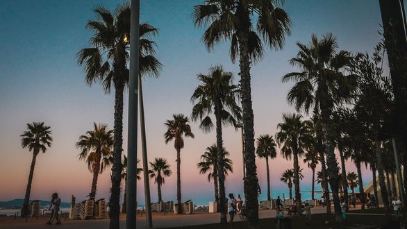 Обои на рабочий стол Пальмы на пляже в Barcelona / Барселоне